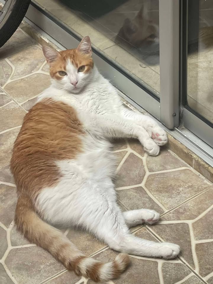 Adopción de Gaticos en Risaralda 