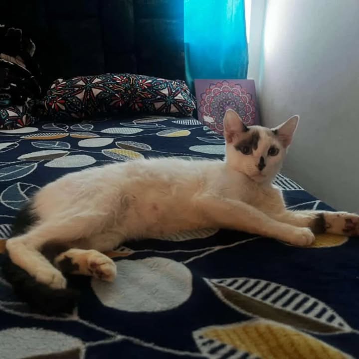 Gata en adopción en Risaralda 
