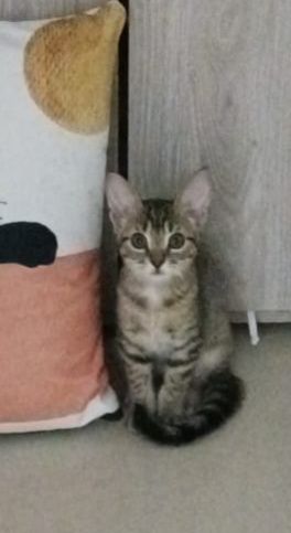 Gatica busca un hogar responsable y amoroso en Risaralda 