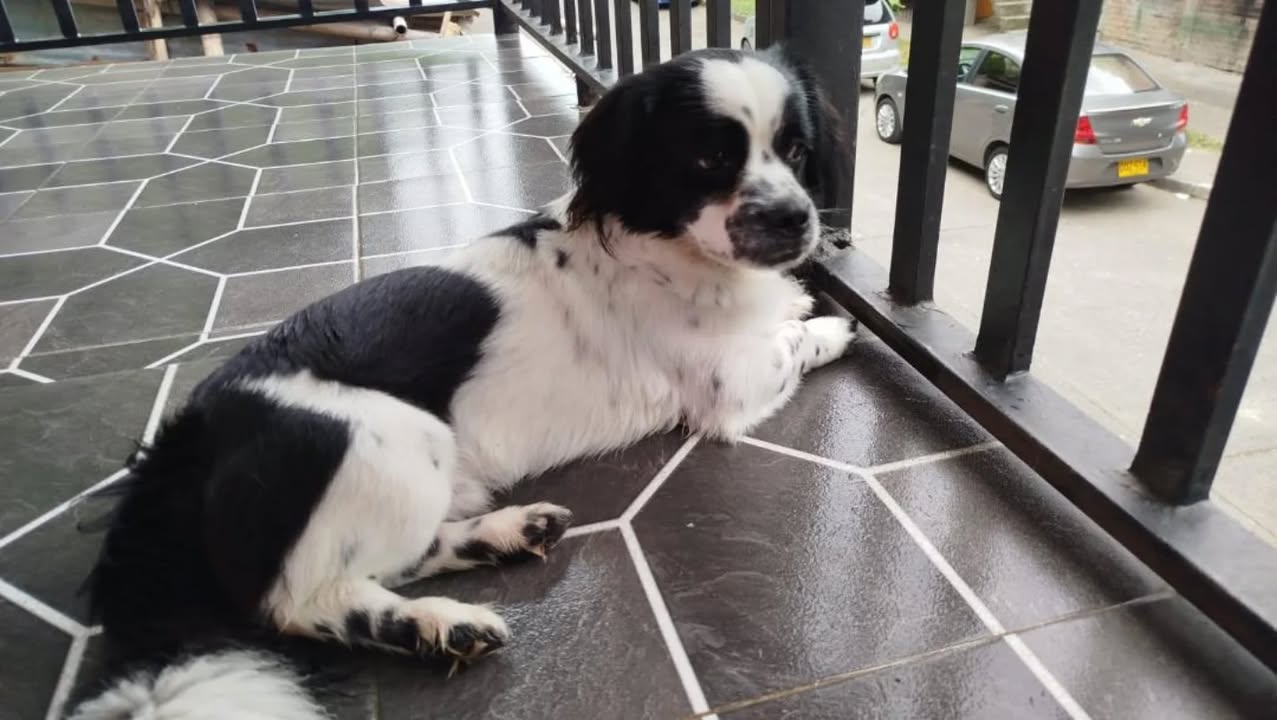 Adopcion de perro pequeno esterilizado en Risaralda 