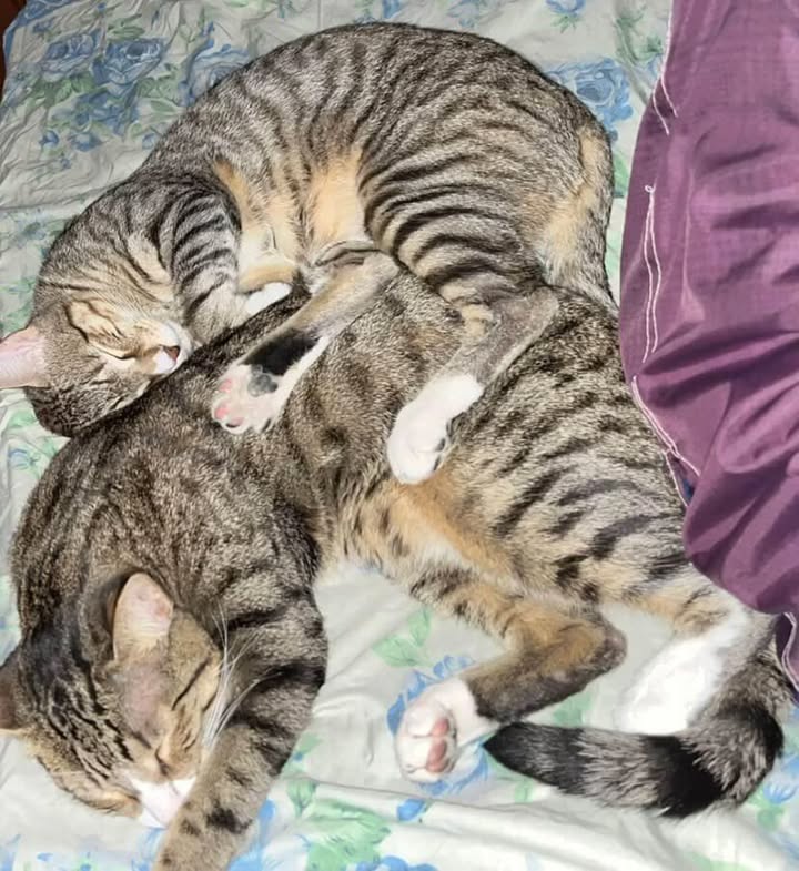 Adopción de gato adulto con cría en Risaralda 