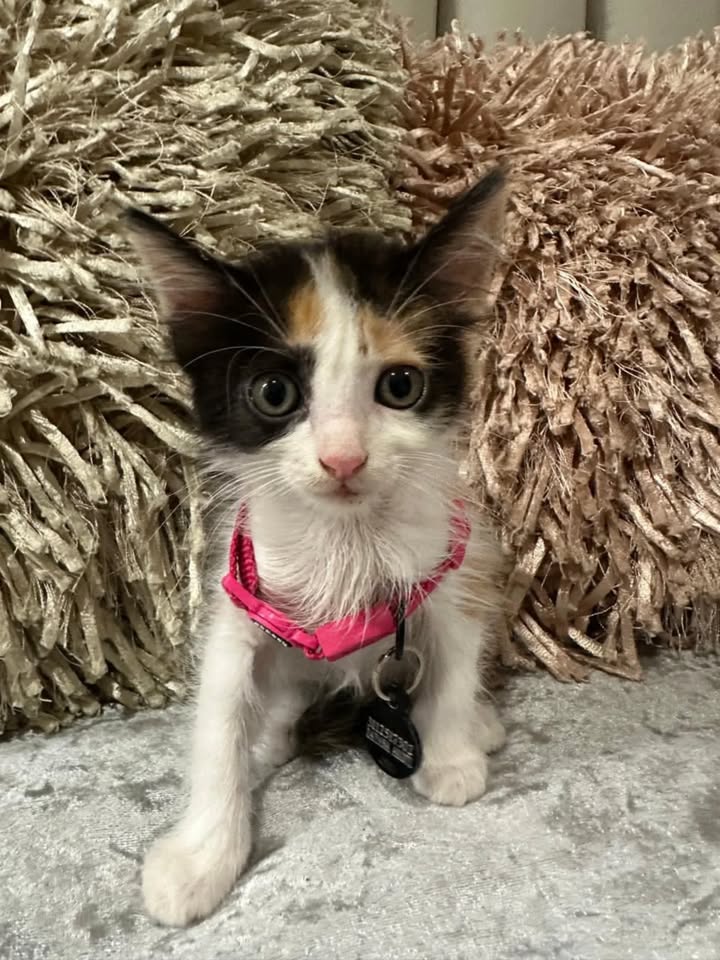 Adopta Gatitos Cariñosos en Risaralda 