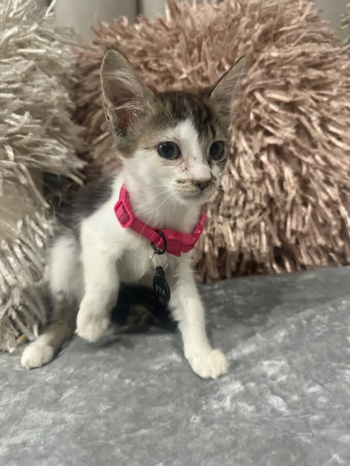 Adopta Gatitos Cariñosos en Risaralda 