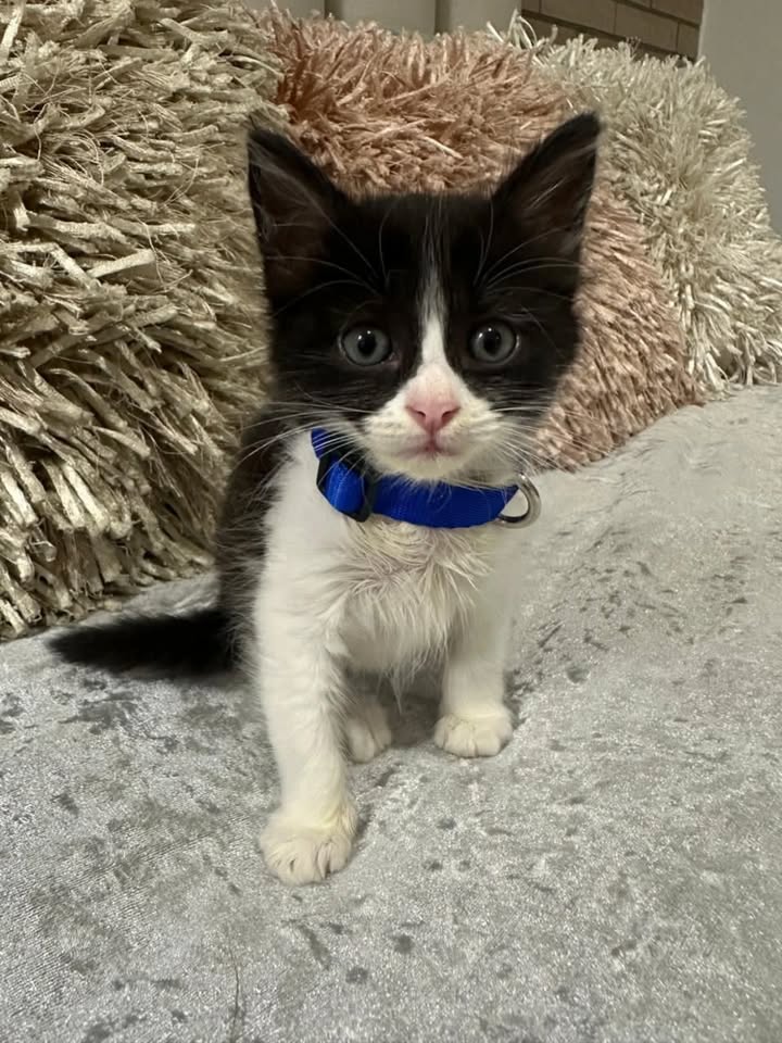 Adopción de Gaticos Machos Responsables en Risaralda 