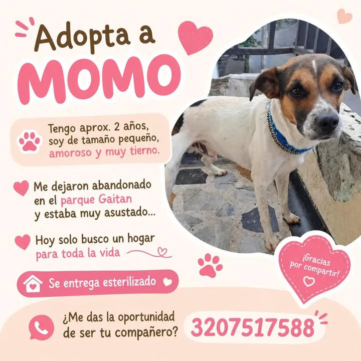 Adopta a Momo, perro pequeño amoroso en Risaralda 
