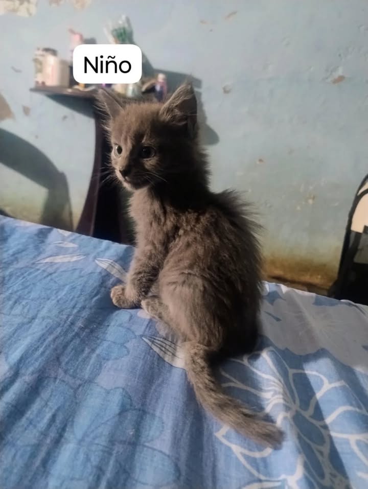 Adopción de gatos en La Victoria, Valle 