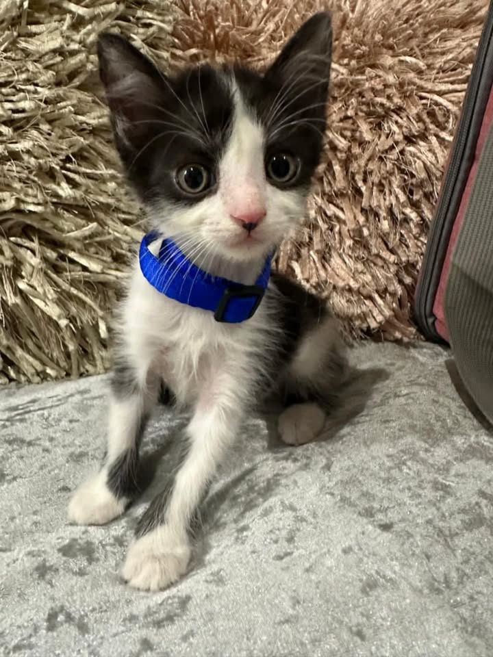 Adopción de Gaticos Machos Responsables en Risaralda 