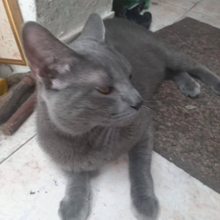 Adopción de Gato Bebé en Risaralda 