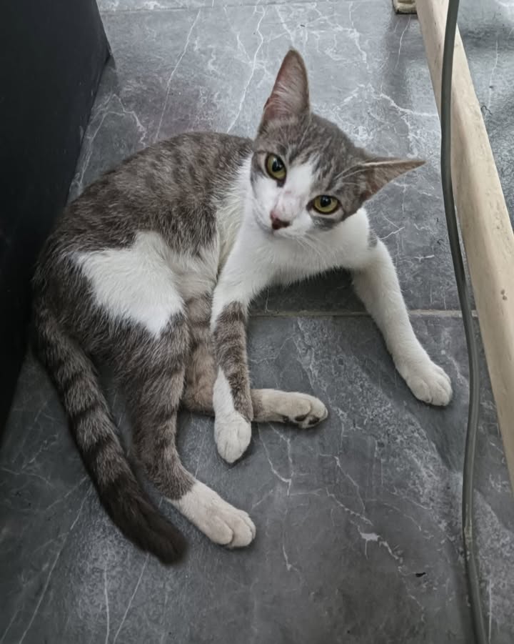 Gato en adopción en Risaralda 
