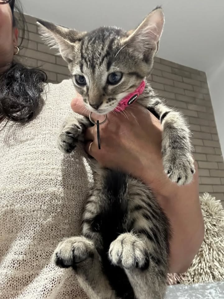 Adopta Gatitos Cariñosos en Risaralda 