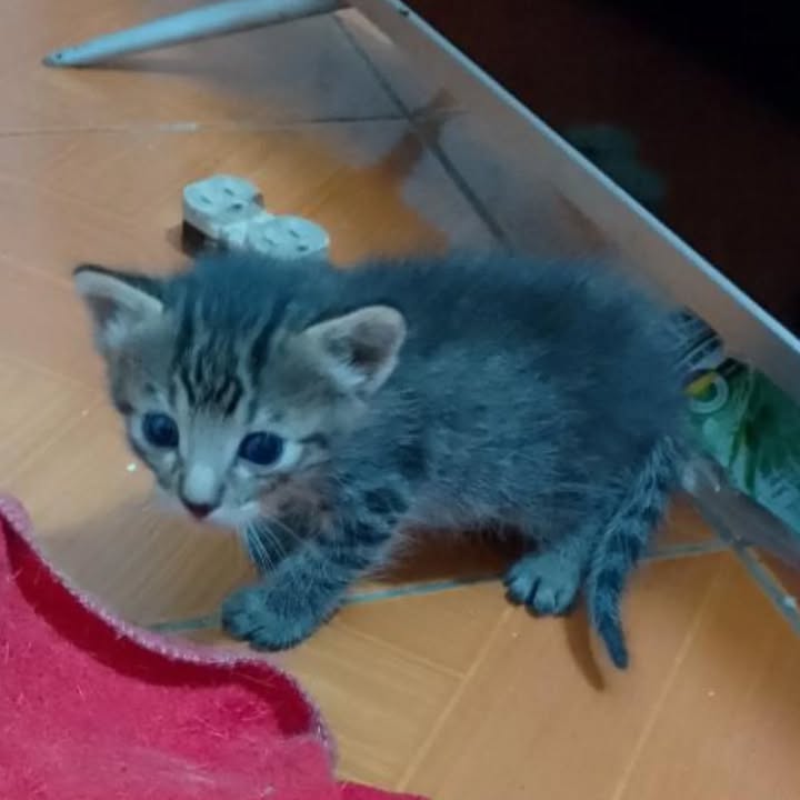 Adopción de Gatito en Pereira 