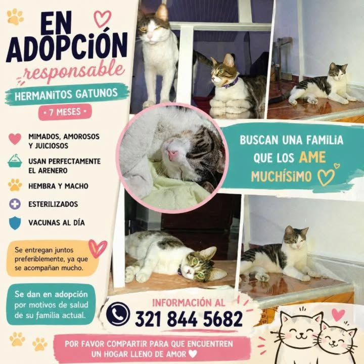 Gatitos Hermanos Buscan Hogar Responsable en Risaralda 