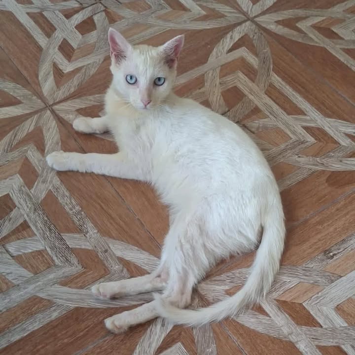 Gaticas nobles y cariñosas buscan hogar en Risaralda 