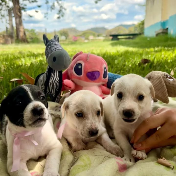 Cachorros Mestizos con Labrador Buscan Hogar en Toro Valle 