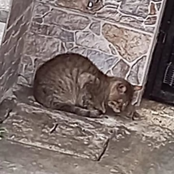 Gatico en adopción en Dosquebradas, Risaralda 