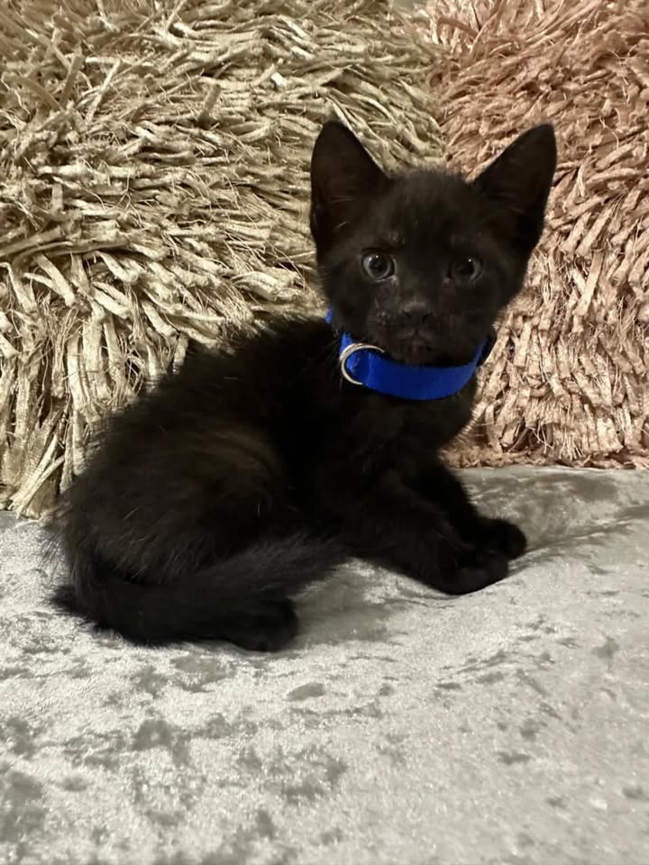 Adopción de Gaticos Machos Responsables en Risaralda 