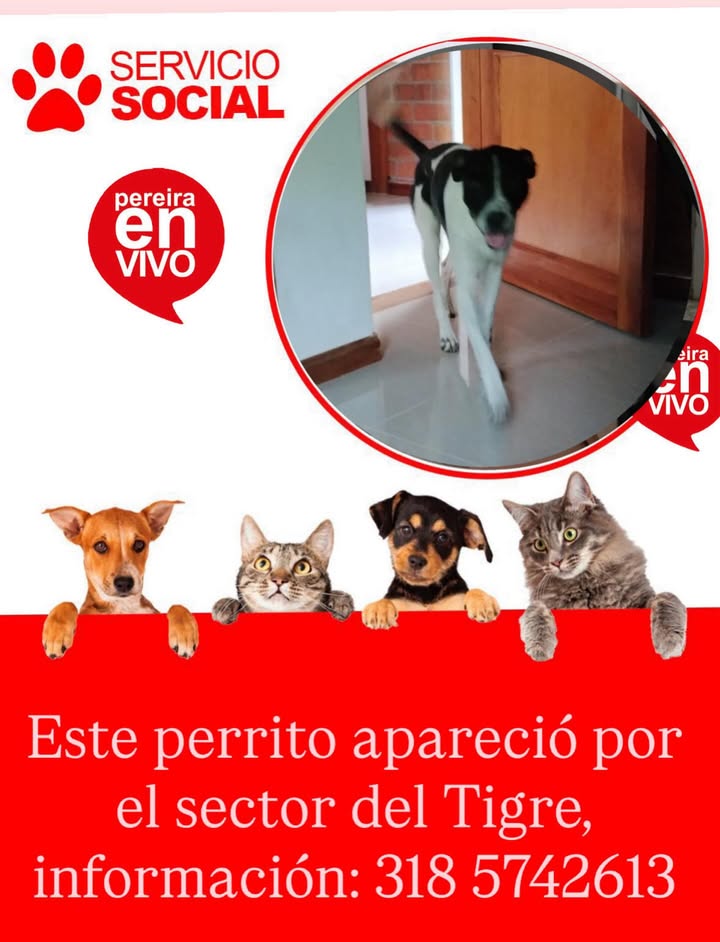 Perrito encontrado en el sector El Tigre 