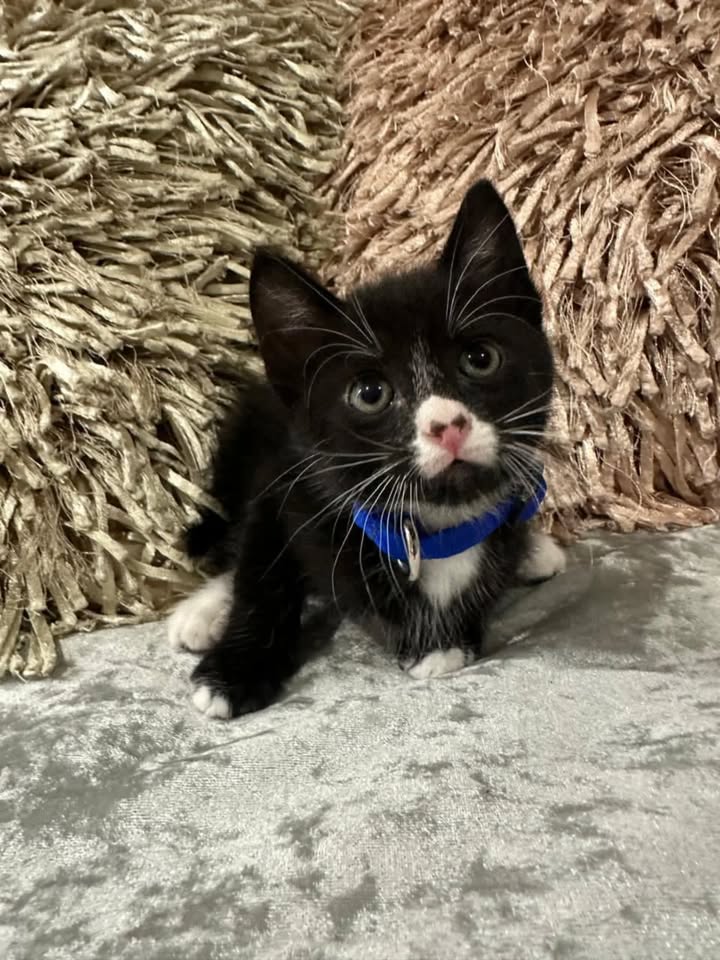 Adopción de Gaticos Machos Responsables en Risaralda 