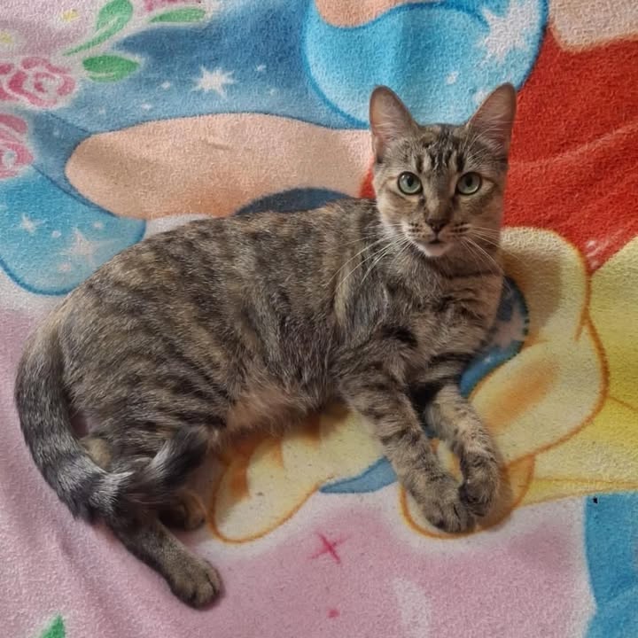 Gaticas nobles y cariñosas buscan hogar en Risaralda 