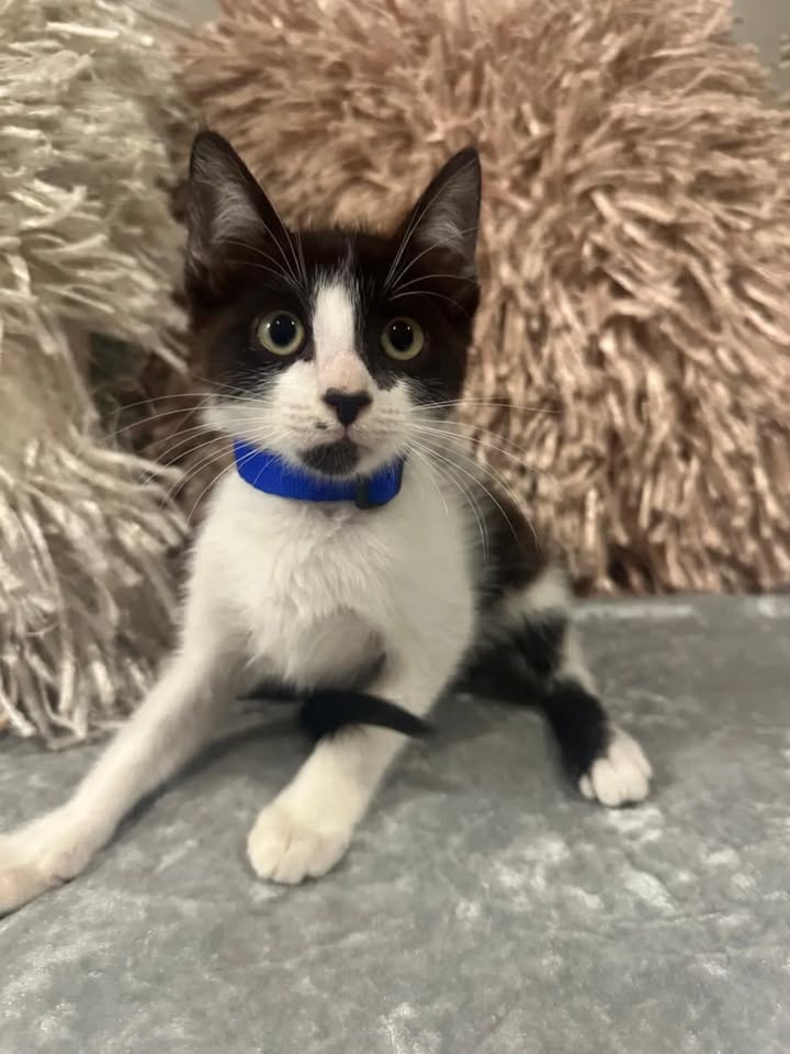 Adopción de Gaticos Machos Responsables en Risaralda 