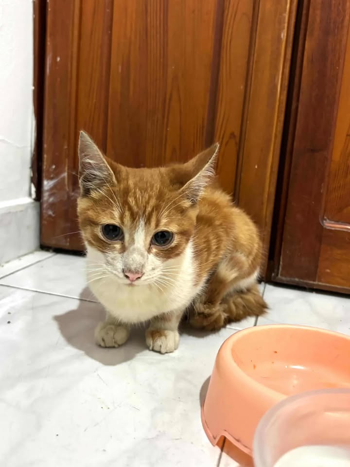 Gatico en adopción en Risaralda 
