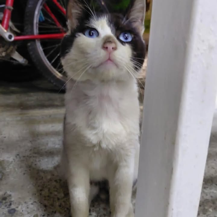Gato busca hogar permanente en Risaralda 