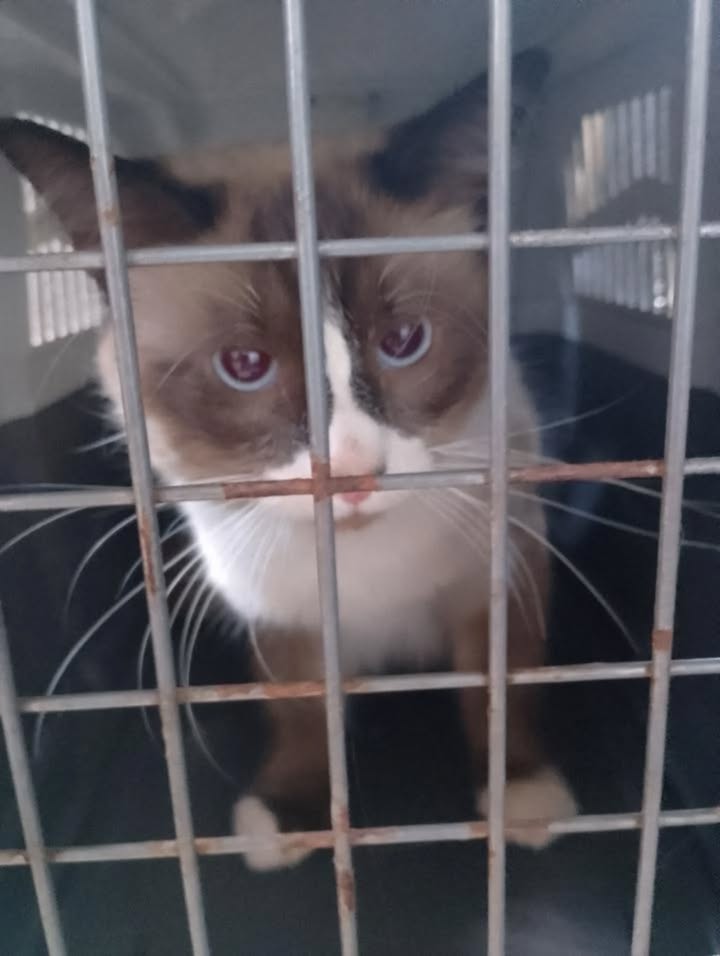 Gato Siamés en Adopción en Pereira 