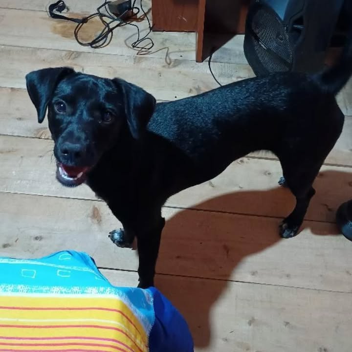 Cachorra negra busca hogar en Risaralda 