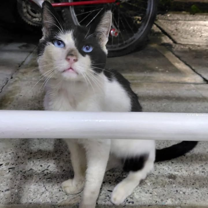Gato busca hogar permanente en Risaralda 