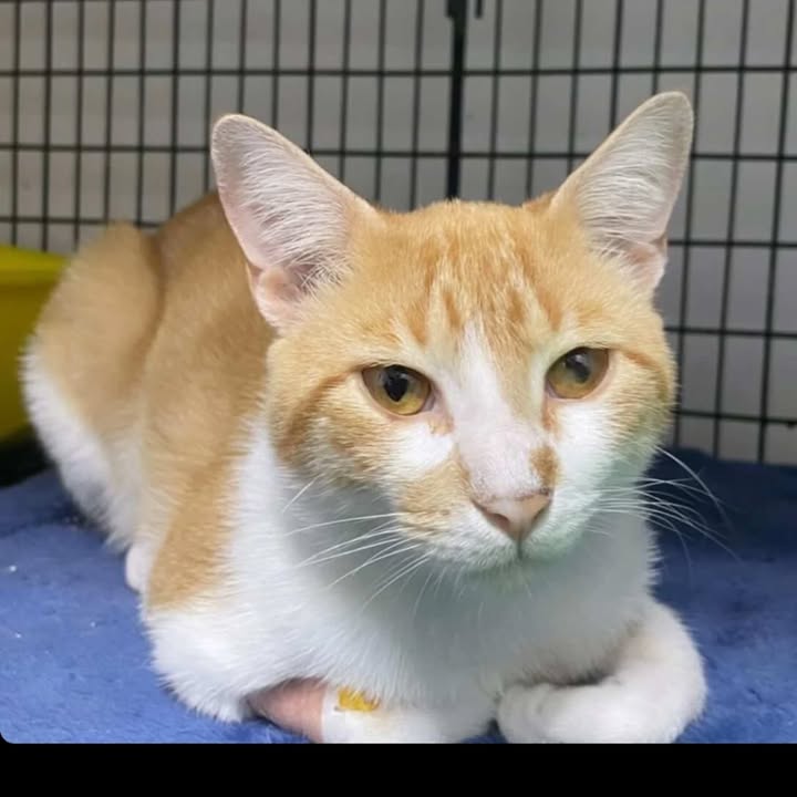 Gato en adopción en Santa Rosa de Cabal 