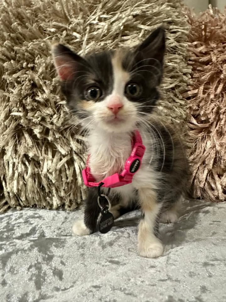 Adopta Gatitos Cariñosos en Risaralda 