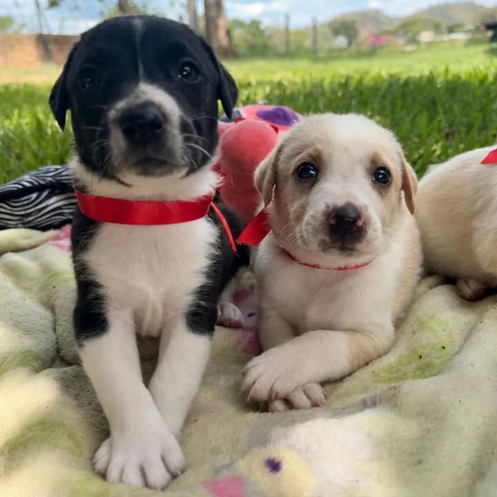 Cachorros Mestizos con Labrador Buscan Hogar en Toro Valle 