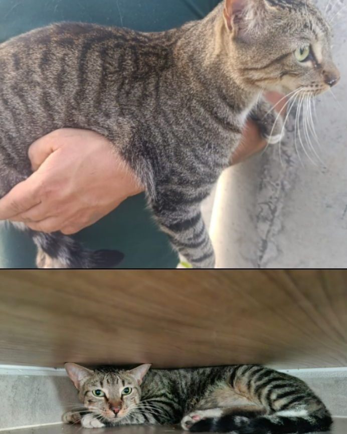 Gato encontrado en La Hermosa, Risaralda 