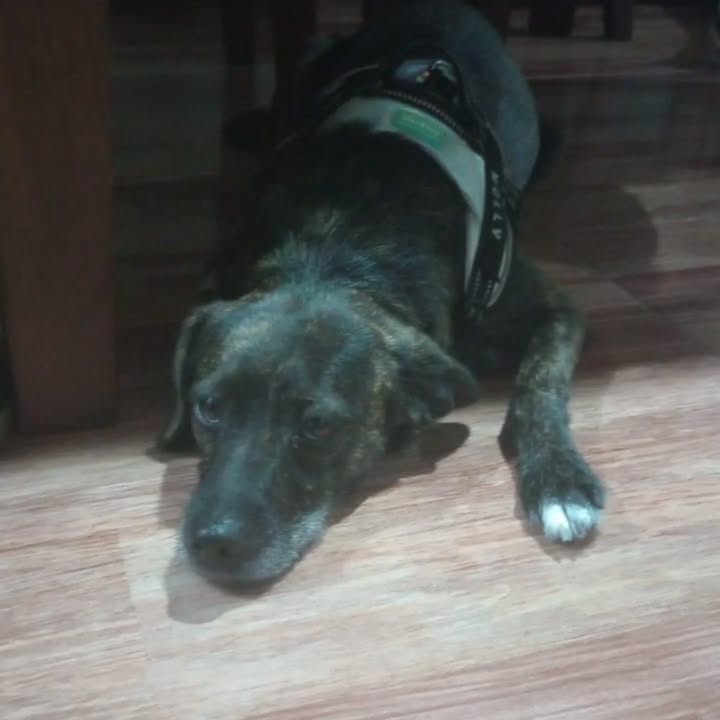 Adopción de perra en Pereira, Risaralda 