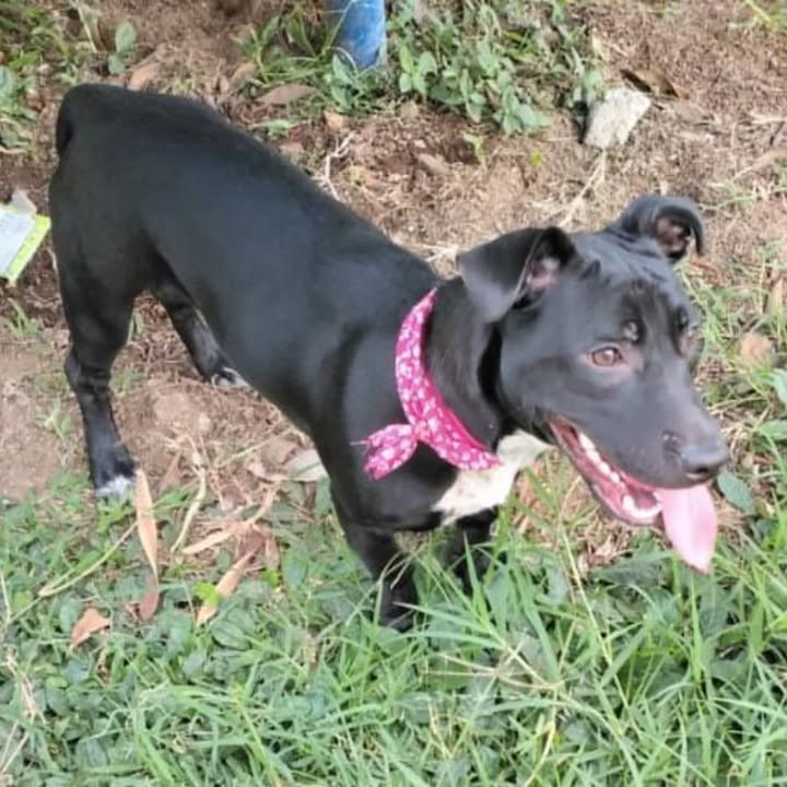Adopción de perra de 5 meses en Pereira, Risaralda 
