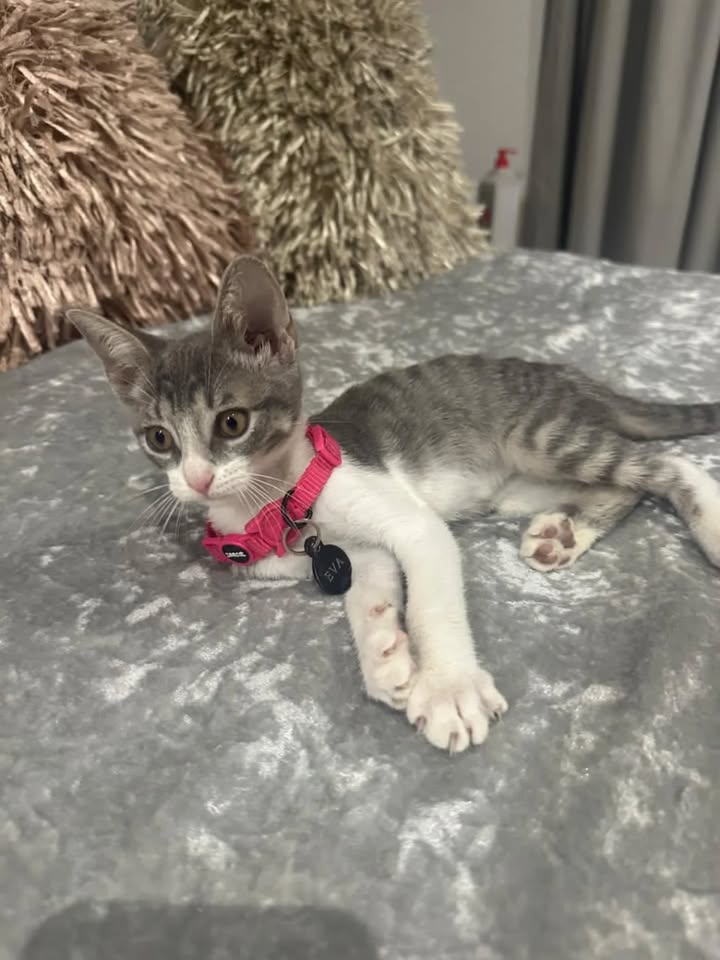 Adopta Gatitos Cariñosos en Risaralda 