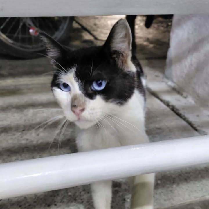Gato busca hogar permanente en Risaralda 