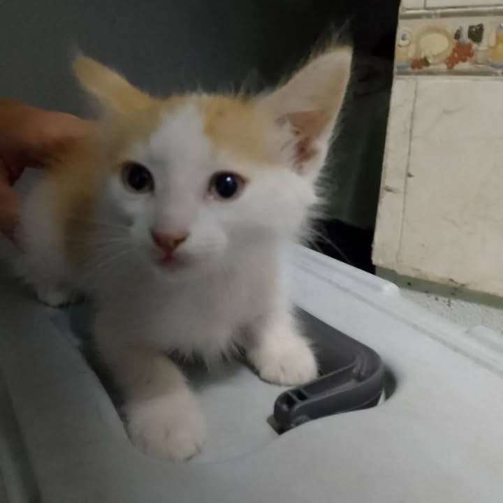 Gatito blanco y naranja en adopción en Pereira 