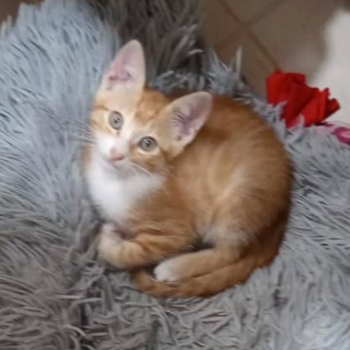 Gatito naranja en adopción en Risaralda 