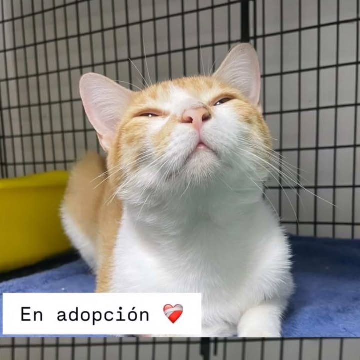 Gato en adopción en Santa Rosa de Cabal 