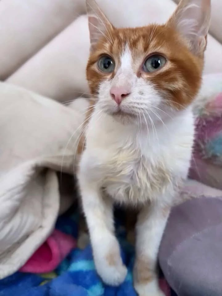 Gatico en adopción en Risaralda 