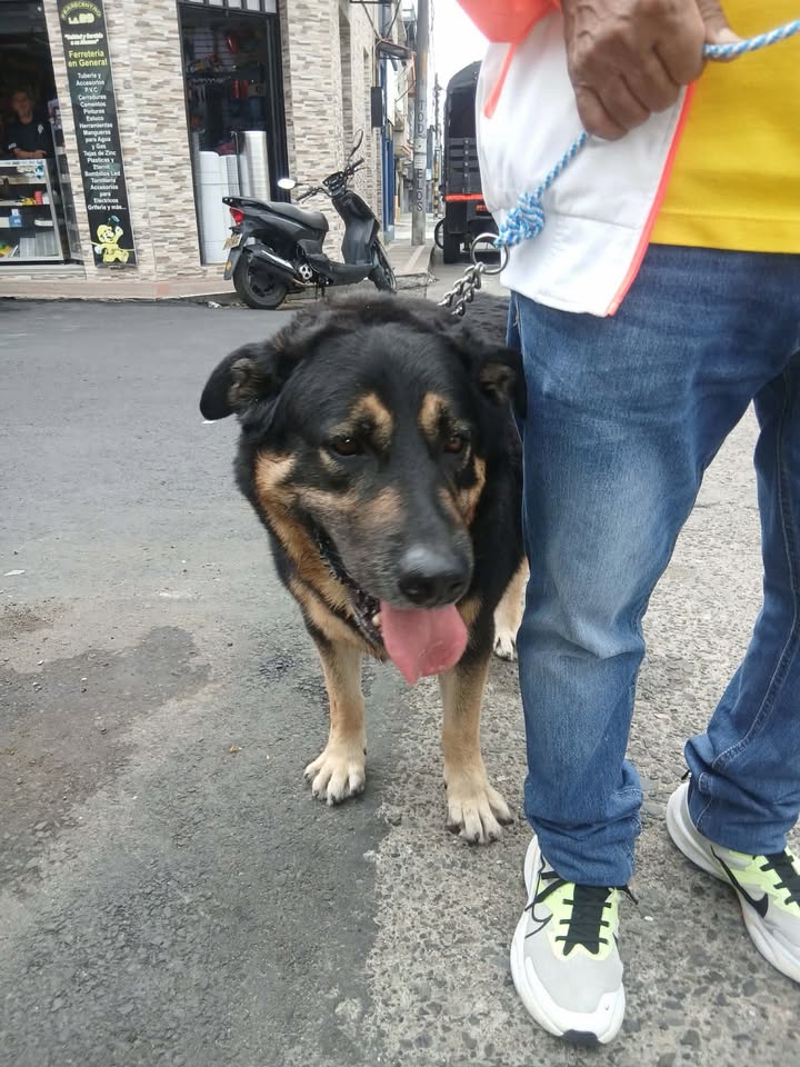 Perrita perdida en la 27 con Sexta, Risaralda 