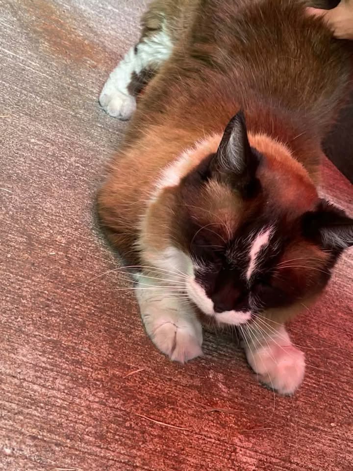 Gato encontrado en Makro Risaralda 