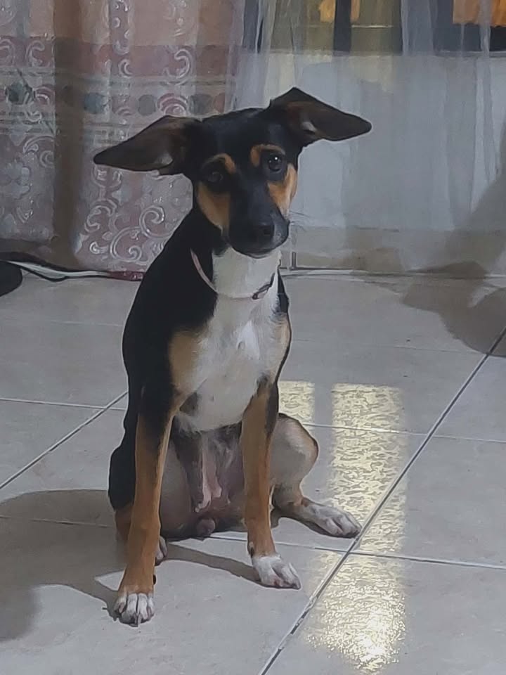 Adopción de perrita en Risaralda 