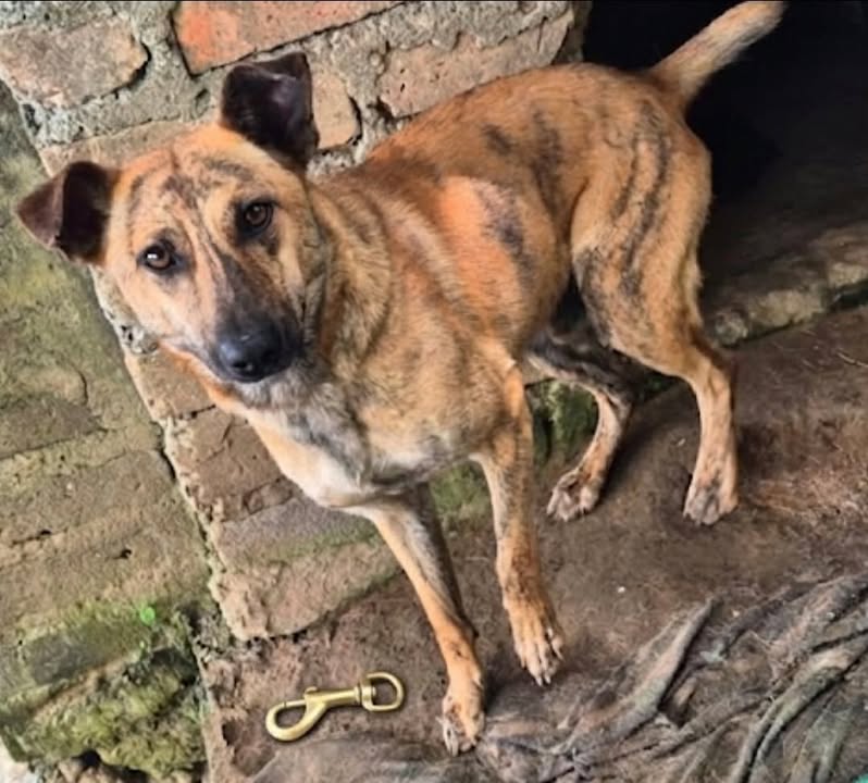 Perrito buscando hogar responsable y amoroso 