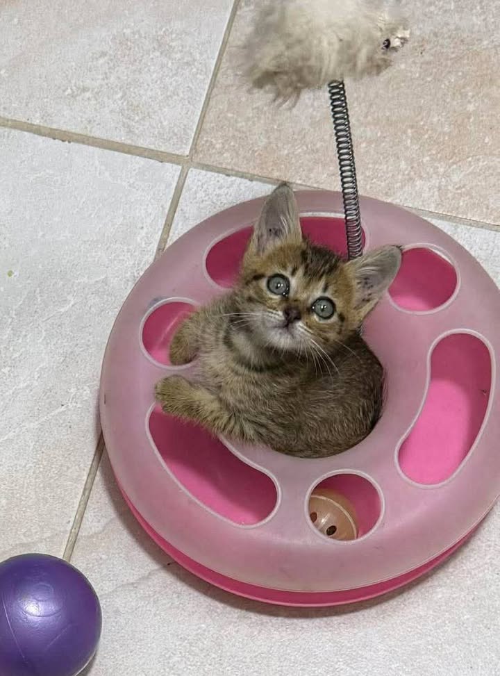 Gatitos en adopción en Risaralda 