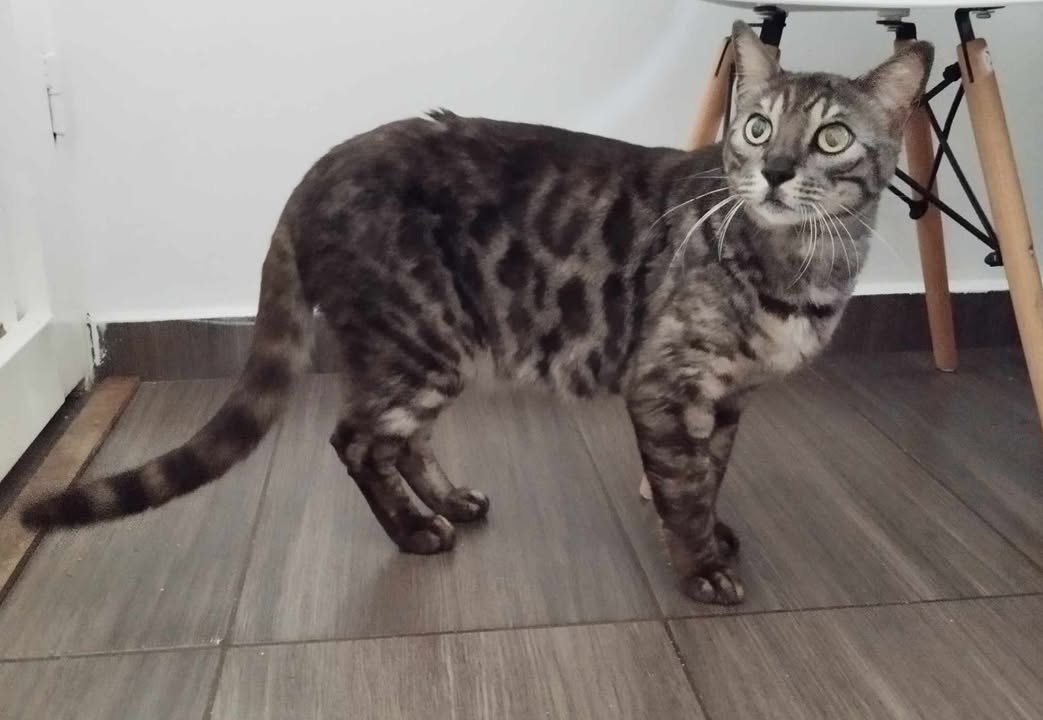 Gatico en adopción en Risaralda 