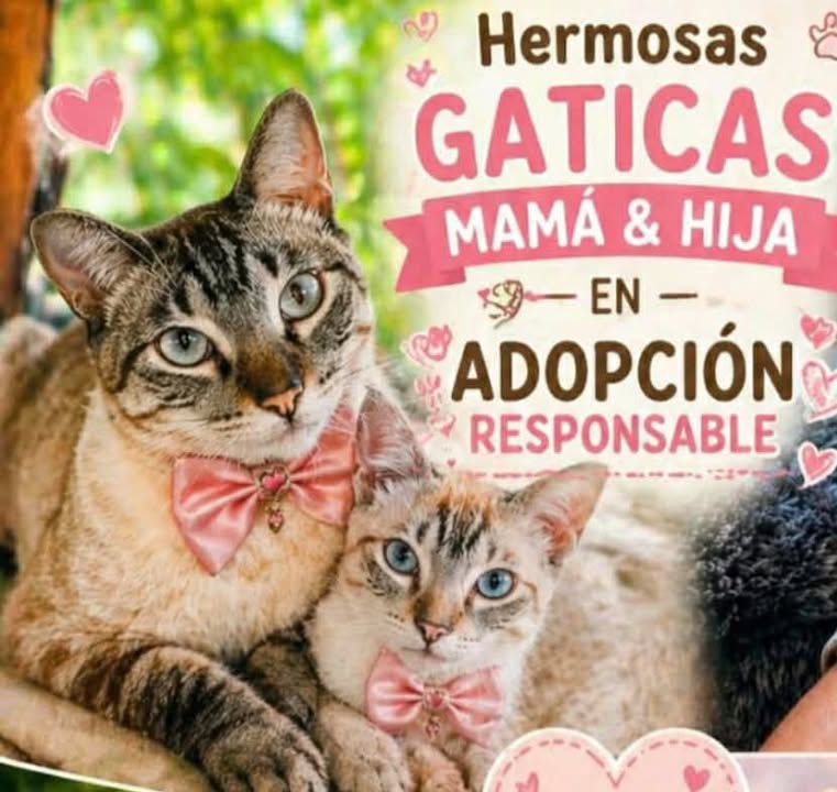 Gaticas Mama e Hija en Adopcion Responsable 