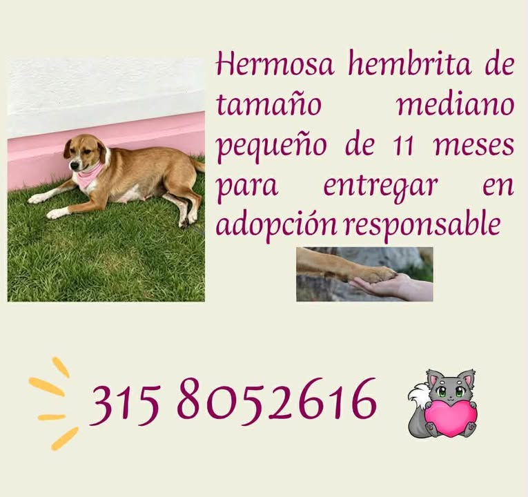 Perra en adopción responsable en Risaralda 