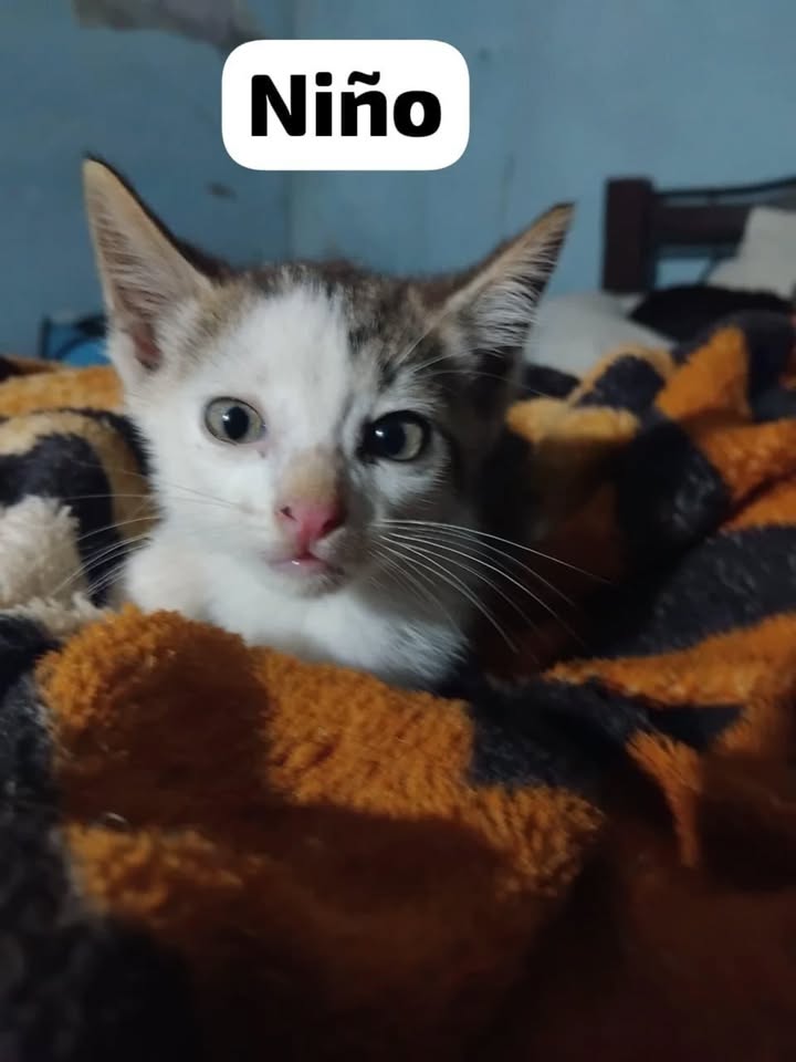 Adopta gatito blanco de ojos azules en La Victoria, Valle 